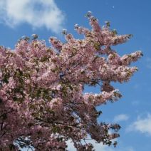 「みどりーむオリエンテーリングのお知らせ」の写真