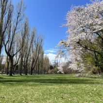 「園内の様子(桜情報4月29日時点)」の写真