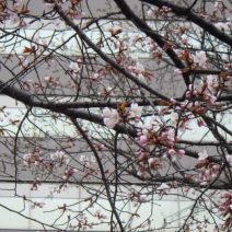 「本日のボランティア活動(バラ)」の写真