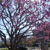「4月29日 サクラの開花状況【散り始め】」の写真