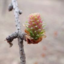 「「おさんぽガイド」開催しました」の写真