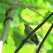 「旭山記念公園野鳥情報2026年7月26日(日曜日)」の写真