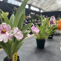 「初夏を彩る洋ランの展示会「市民ラン展」は5月26日から(2026年5月25日)」の写真