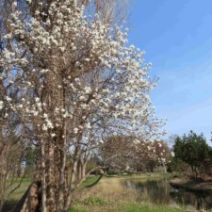 「咲きすすむ春の植物たちと樹木ツアーのご案内(2026年4月17日)」の写真