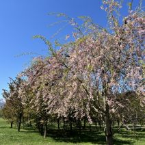 「園内のお花の様子(桜情報含む5月5日時点)」の写真