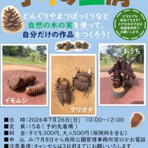 「7月の子りす工房「木の実を使って工作をしよう!」を開催をします!」の写真