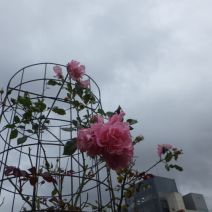 「本日のボランティア活動(バラ)」の写真