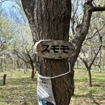 「園内のお花の様子(桜情報含む5月3日時点)」の写真