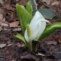 「ミズバショウなどが開花中」の写真