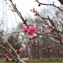 「旭山記念公園のサクラ2026年4月22日水曜日」の写真