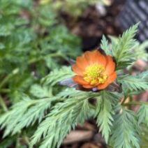 「「福寿草と雪割草展」とガーデンショップ情報(雪割草とセツブンソウの販売開始)2026年2月6日」の写真