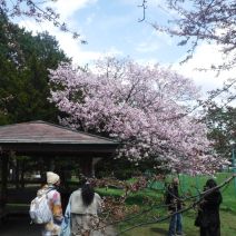 「令和8年度(2026年度)花見時期の利用について」の写真