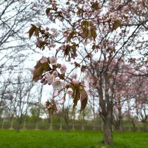 「2026年 平岡公園梅林開花予測3回目」の写真