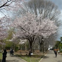 「4月22日 サクラの開花状況【開花】」の写真