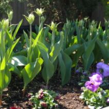 「季節のガイドツアー参加者募集中」の写真