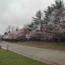 「春のパンジー・ヴィオラ展開催中♪」の写真