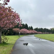 「園内のお花の様子(桜情報含む5月9日時点)」の写真