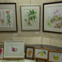 「ミモザの季節到来(2026年2月26日)」の写真