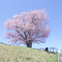 「抹茶体験会を開催します」の写真