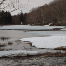 「西岡公園自然情報2026年3月28日」の写真