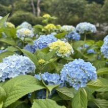 「本日の百合が原公園(2026年7月9日)」の写真