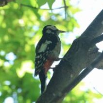 「旭山記念公園野鳥情報2026年8月24日(月曜日)」の写真