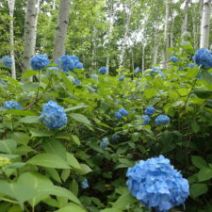 「園内の開花情報」の写真