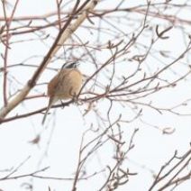 「旭山記念公園野鳥情報2026年3月31日(火曜日)」の写真