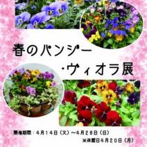 「公園内の桜」の写真