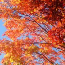 「10月23日 園内の紅葉の状況」の写真