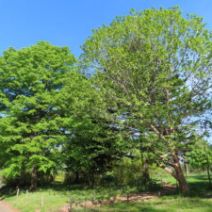 「ハンカチノキ、ライラック 初夏の植物たち続々開花(満開のムスカリの道情報も)2026年5月12日」の写真