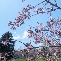 「本日のボランティア活動(花壇)」の写真