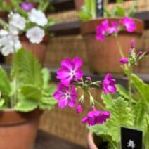 「4月19日 サクラの開花状況【つぼみ】」の写真