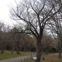 「さくら開花状況 つぼみ」の写真