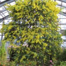 「まだまだミモザ見頃です!(2026年3月12日)」の写真