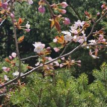 「さくら開花情報 開花」の写真