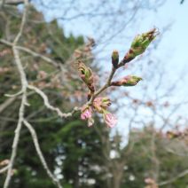 「彫刻清掃ボランティア活動開始」の写真