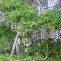 「6月4日 園内の様子」の写真