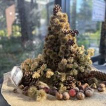 「キンモクセイの開花状況(園内のダリアの様子もご紹介)2026年10月1日」の写真
