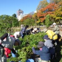 「本日のボランティア活動(バラ)」の写真