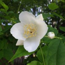 「本日のボランティア活動(花壇)」の写真