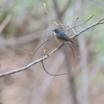 「梅林の様子【4月26日】」の写真
