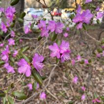「園内の様子(桜情報あり)」の写真