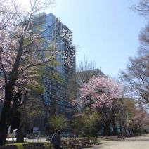 「本日のボランティア活動(花壇)」の写真