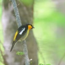 「旭山記念公園野鳥情報2026年5月10日(日曜日)」の写真