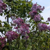 「川下公園のライラック、早咲き品種が咲き始めています【5月13日開花情報】」の写真