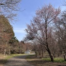 「園内の様子(桜情報)」の写真