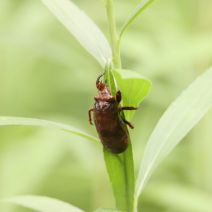 「生きもの情報【7月19日】」の写真