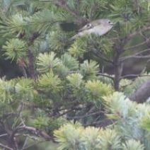 「旭山記念公園野鳥情報2026年3月17日(火曜日)」の写真