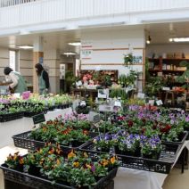 「【2026年さっぽろまちづくりガーデニング講座】第2回目 種から育てる苗づくり①(種まき)」の写真